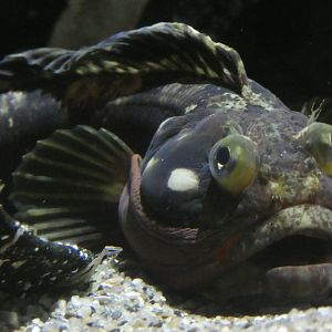 Sarcastic fringehead