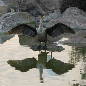 Double-crested cormorant