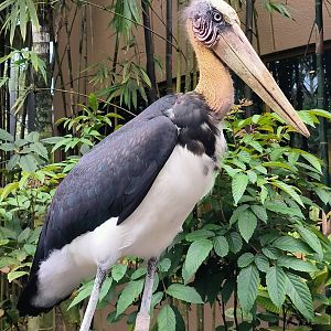 Lesser Adjutant (Leptoptilos javanicus)