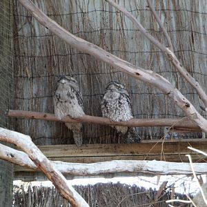 Tawny Frogmouth Pair