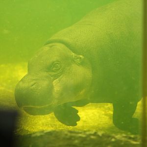 Felix the Pygmy Hippo