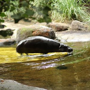 Pygmy Hippopotamus at Melbourne zoo
