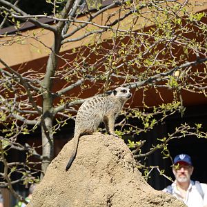 Meerkat at Melbourne zoo