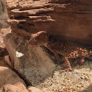 Rough Knob-Tailed Gecko (Nephrurus amyae)