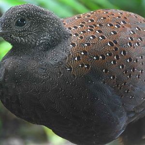Mountain Peacock-pheasant (Polyplectron inopinatum)