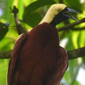 Lesser Bird-of-Paradise (Paradisaea minor)