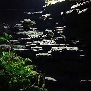 Exotenhaus: Tank for Tanganyikan cichlids