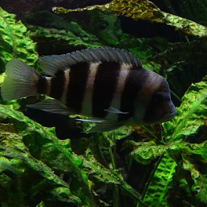 Humphead cichlid (Cyphotilapia frontosa)