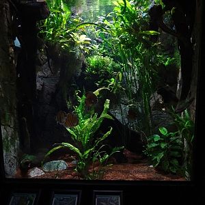 Exotenhaus: Tank for discus fish, golden-striped headstander and green swordtail