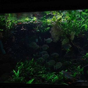 Exotenhaus: Tank for various South-American fishes