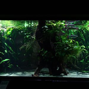 Exotenhaus: Tank for tucan fish, stingray and others