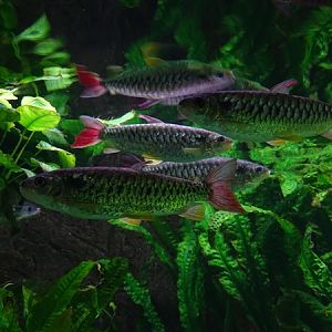 Tucan fish (Chalceus erythrurus)