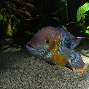 Green terror (Andinoacara rivulatus)