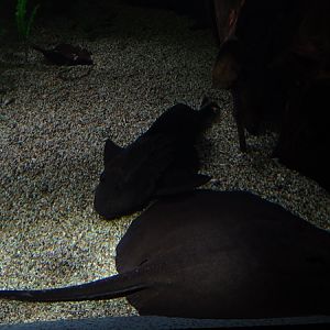 Smooth-back river stingray (Potamotrygon orbignyi)