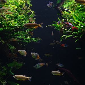 Exotenhaus: Various Asian freshwater fishes.