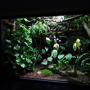 Exotenhaus: Terrarium for Fiji banded iguana