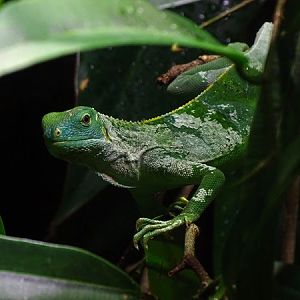 Fiji banded iguana (Brachylophus fasciatus)