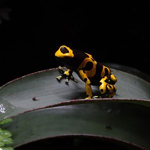 Yellow-banded poison dart frog (Dendrobates leucomelas)