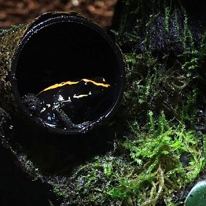 Golfodulcean poison frog (Phyllobates vittatus)