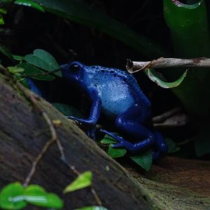 Blue poison arrow frog (Dendrobates tinctorius "azureus")
