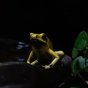 Golden poison frog (Phyllobates terribilis)