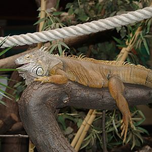 Green iguana (Iguana iguana), 2006-05-01