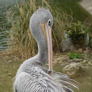 Pink-backed pelican (Pelecanus rufescens), 2006-05-01