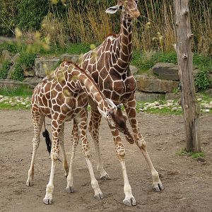 Reticulated giraffes (Giraffa reticulata) during necking, 2006-05-01