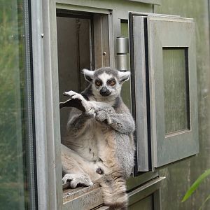 Ring-tailed lemur (Lemur catta), 2006-05-01