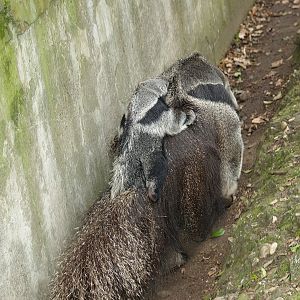 Giant anteater with pup (Myrmecophaga tridactyla), 2006-05-01