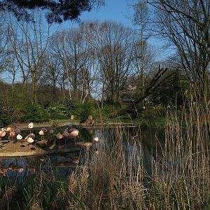 Chilean flamingo exhibit (Now gone), 2007-04-01