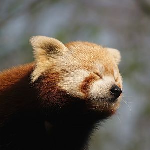 Nepalese red panda (Ailurus fulgens), 2007-04-01