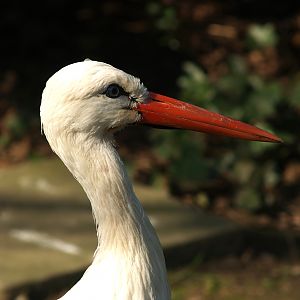 European white stork (Ciconia ciconia), 2007-04-01
