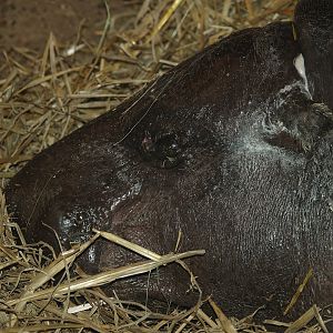 Western pygmy hippopotamus (Choeropsis liberiensis liberiensis), 2007-04-01