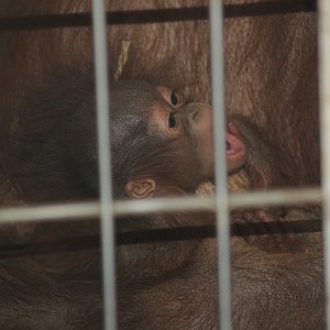 Baby Bornean orangutan (Pongo pygmaeus) 2007-04-01