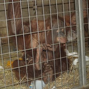 Bornean orangutans (Pongo pygmaeus) 2007-04-01