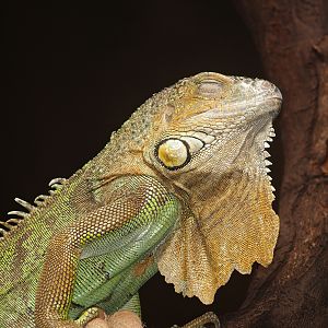 Green iguana (Iguana iguana), 2007-04-01