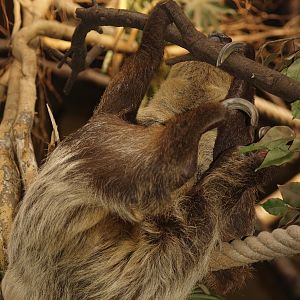 Linnaeus's two-toed sloth (Choloepus didactylus), 2007-04-01