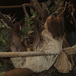 Linnaeus's two-toed sloth (Choloepus didactylus), 2007-04-01
