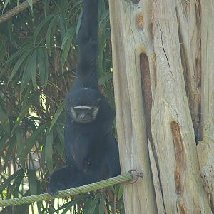 Agile gibbon (Hylobates agilis), 2007-04-01