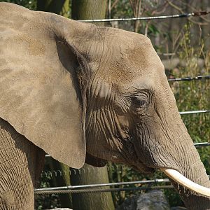 African bush elephant (Loxodonta africana), 2007-04-01
