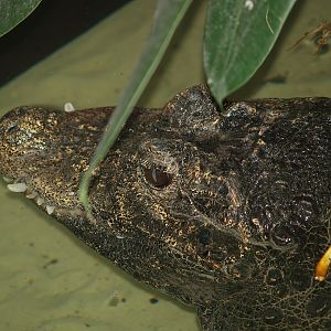 Dwarf crocodile (Osteolaemus tetraspis), 2007-04-01