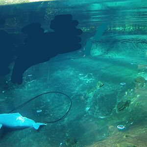 Larger part of the Boto tank (Now fish and Manatee tank), 2007-04-01