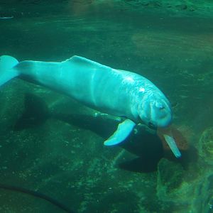 Boto/Orinoco dolphin (Inia geoffrensis humboldtiana) Baby, 2007-04-01
