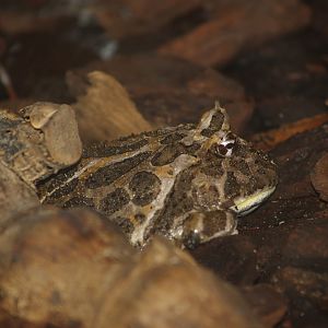 Chacoan horned frog (Ceratophrys cranwelli), 2007-04-01