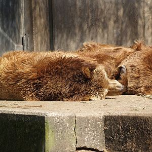 Kodiak bear (Ursus arctos middendorffi), 2007-04-01