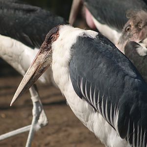 Marabou (Leptoptilos crumenifer), 2007-04-01