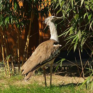 Kori bustard (Ardeotis kori), 2007-04-01