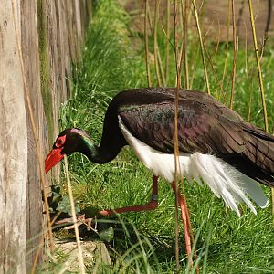 Black stork (Ciconia nigra), 2007-04-01