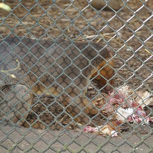 Fossa (Cryptoprocta ferox) eating chicken, 2007-04-01